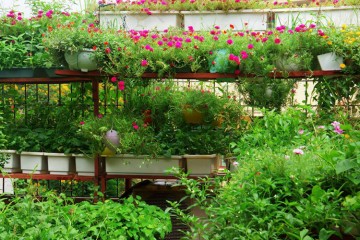 Cách làm vườn rau trên sân thượng đẹp chỉ trong vòng 6 bước